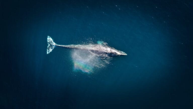 Mavi balinalar neden şarkı söylemeyi bıraktı?