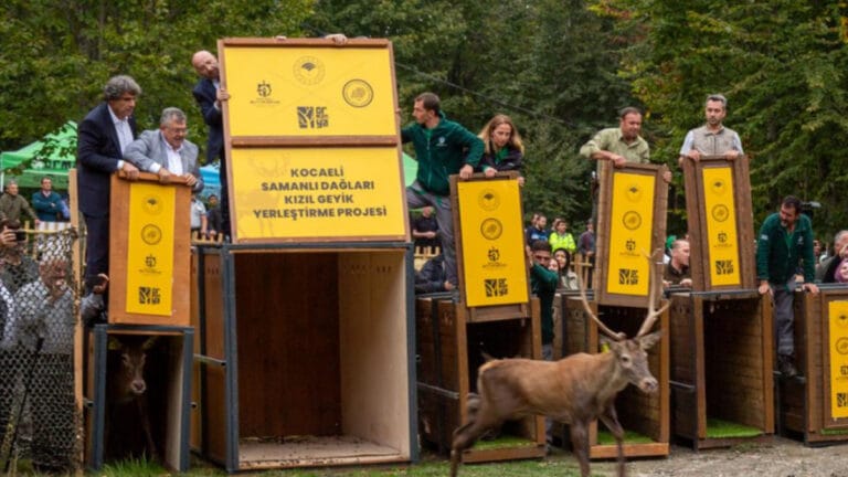3.973 yaban hayvanı doğayla buluştu