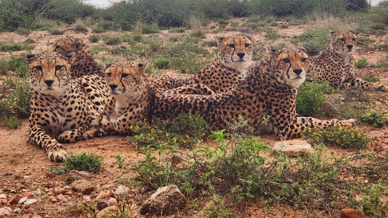 Somaliland’da yasadışı hayvan ticareti operasyonunda çita yavruları kurtarıldı