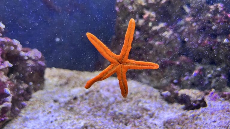 5 milyardan fazla denizyıldızının ölümüne bakteri neden olmuş