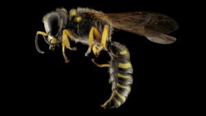 ABD’nin eski nükleer silah alanında radyoaktif eşek arısı yuvası bulundu