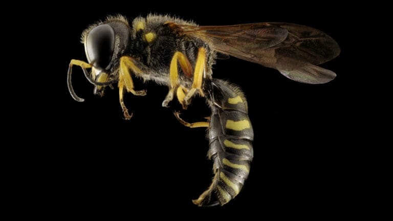 ABD’nin eski nükleer silah alanında radyoaktif eşek arısı yuvası bulundu