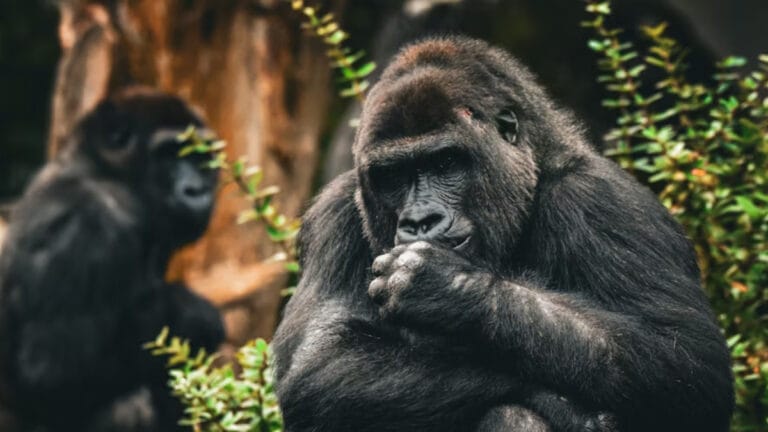 Goriller, yıllar sonra bile eski dişi arkadaşlarını arıyor