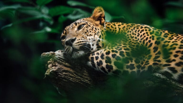 Meksika’da jaguar popülasyonu artış gösteriyor, ancak tehdit devam ediyor