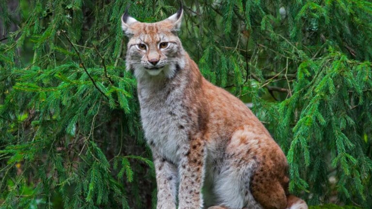 Danimarka Hayvanat Bahçesi, yırtıcı hayvanları beslemek için “evcil hayvan bağışı” kabul ediyor