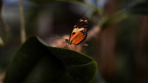 Monark kelebeği ölümlerinin nedeni pestisit olabilir