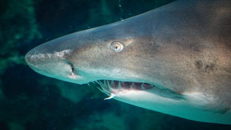 Köpekbalıkları dişsiz kalabilir: Okyanus asitlenmesi yırtıcıların hayati silahını aşındırıyor