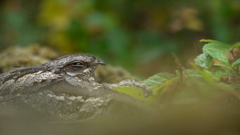 İngiltere Doğal Yaşamı, 150 tehlike altındaki türü kurtardığını duyurdu