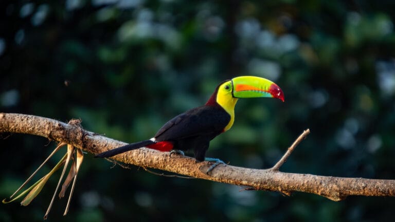 Küresel ısınma tropikal kuşları tehdit ediyor: Aşırı sıcaklar popülasyonları dramatik olarak düşürüyor
