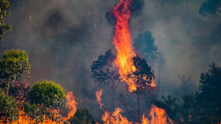 Portekiz’de 14 yaşındaki çocuk, çok sayıda yangın çıkardığını itiraf etti