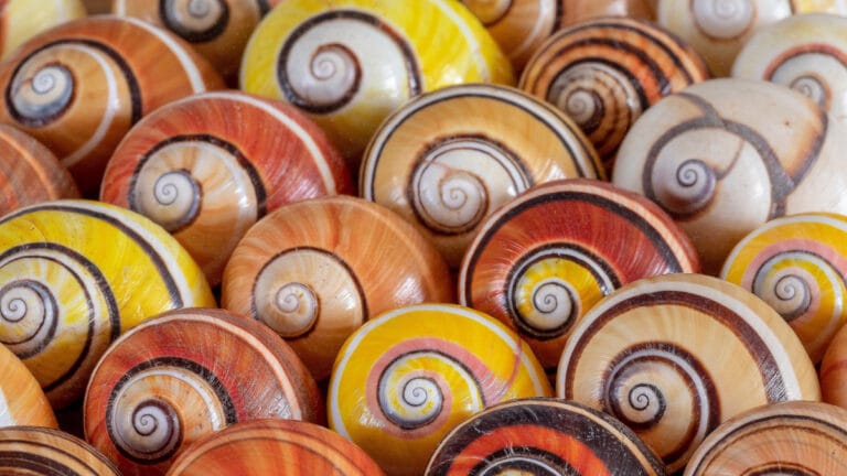 Güzelliği başına bela olan salyangoz türünü kurtarma girişimi