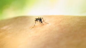 İklim krizi Pasifik’te dang humması salgınlarını artırıyor: Acil durum ilan edildi