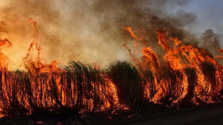 Kanada’daki orman yangınları sonbahara kadar sürebilir