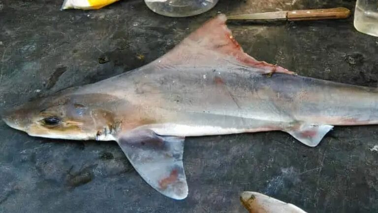 50 yıldır kayıp olan yelken sırtlı köpekbalığı yeniden ortaya çıktı