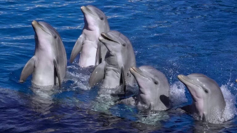 Yapay zeka sayesinde hayvanlarla konuşma hayali gerçek oluyor mu?