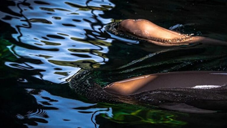 Çin, nesli tükenmekte olan ‘Sırt Yüzgeçsiz Yunus’u kurtarmak için mücadele ediyor