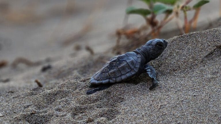 Muhteşem göç: İztuzu’nda 30 bin Caretta yavrusu hayata merhaba dedi