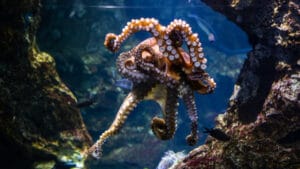 Ahtapotların gizli yeteneği ortaya çıktı: Her kolun farklı bir görevi var