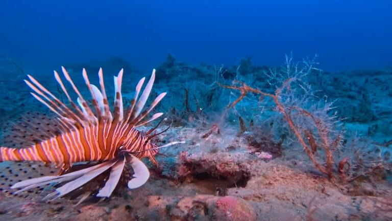 Kıbrıs açıklarında nadir görülen ‘alacakaranlık kuşağı’ ekosistemi keşfedildi