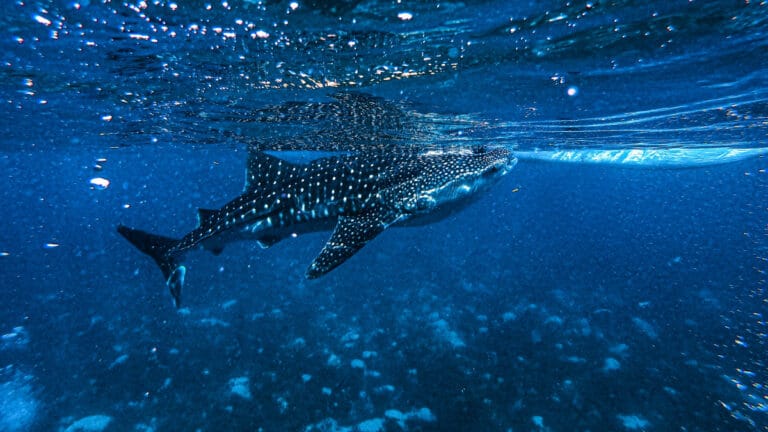 İnsan faaliyetleri, balina köpekbalıklarına zarar veriyor: Yüzde 80’inde yara izleri tespit edildi