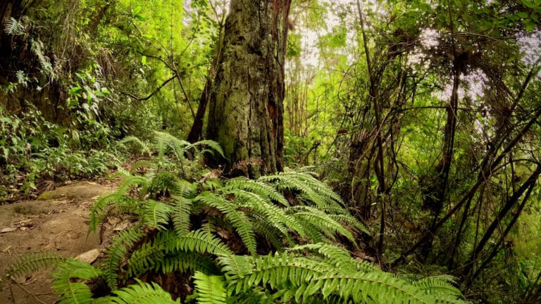 Küresel çapta doğa sevgisi: Dünya nüfusunun %82’si 30×30 hedefini destekliyor