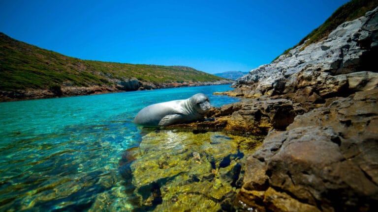 Akdeniz’in gizli koruyucuları: Tehlike altındaki Akdeniz Fokları için mavi yolculuk başladı