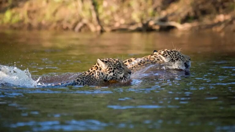 1.3 kilometre yüzen Jaguar, bilinen en uzun yüzüşe imza attı