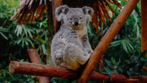 Koalaların kurtuluşu için kritik adım: Avustralya’da klamidya aşısı onaylandı