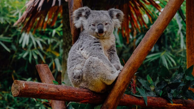 Koalaların kurtuluşu için kritik adım: Avustralya’da klamidya aşısı onaylandı