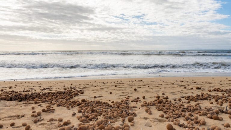 Plajlara vuran ‘Neptün topları’: Deniz, plastiklerini geri mi gönderiyor?