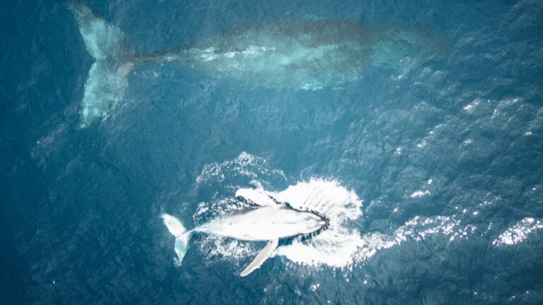 Katil balinalar tekrar teknelere çarpıyor! Bilim insanları artık bunun oyun olduğunu düşünüyor