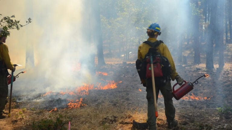 İklim krizi ve idari zafiyet: Avrupa’da ormanlar neden bu kadar kolay yanıyor?
