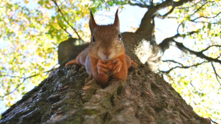 İklim krizine karşı beklenmedik kahraman: Avrupa’nın kızıl sincapları