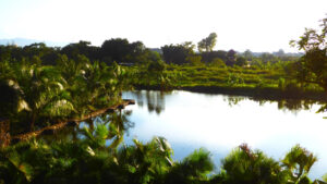 Brezilya’dan umut veren veri: Amazon ormansızlaşması rekor yangınlara rağmen %11,1 azaldı