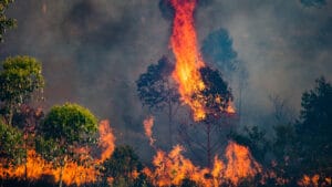 Amazon ormanları son 20 yılın en büyük yangın sezonunu geçirdi