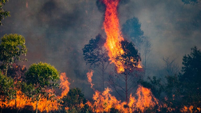 Amazon ormanları son 20 yılın en büyük yangın sezonunu geçirdi
