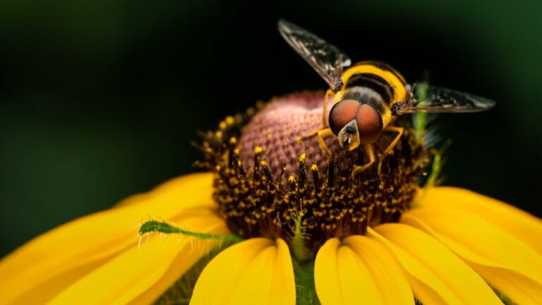 Avrupa’da tehlike altındaki yabani arı türlerinin sayısı 10 yılda ikiye katlandı