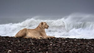 Çöl aslanları denizde avlanmayı nasıl öğrendi?