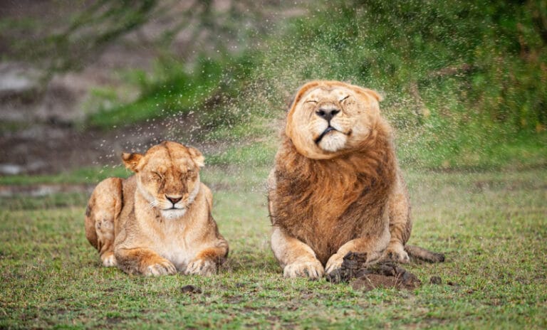 Yaban hayatında bir hafta
