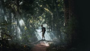 Avustralya’daki tropikal yağmur ormanı ağaçları dünyada ilk kez karbon emici olmaktan çıkıp emisyon kaynağına dönüşüyor