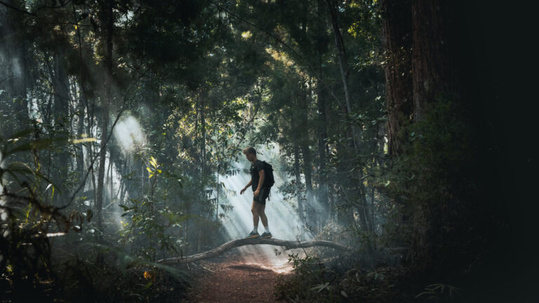 Avustralya’daki tropikal yağmur ormanı ağaçları dünyada ilk kez karbon emici olmaktan çıkıp emisyon kaynağına dönüşüyor