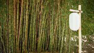 Bambu devrimi: Sert plastik kadar güçlü, geri dönüştürülebilir ve toprakta çözünür yeni biyoplastik geliştirildi