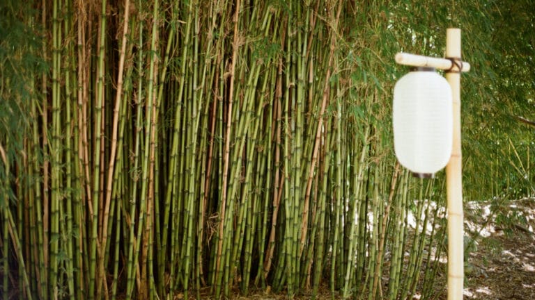 Bambu devrimi: Sert plastik kadar güçlü, geri dönüştürülebilir ve toprakta çözünür yeni biyoplastik geliştirildi