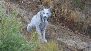 Dünyanın ilk beyaz İber vaşağı İspanya’da görüntülendi