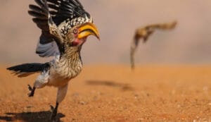 2025 komedi yaban hayatı ödülleri