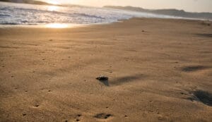 Türün geleceği alarm veriyor: Caretta caretta yavrularının yüzde 90’ı dişi doğuyor