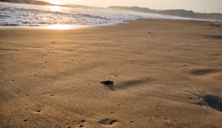 Türün geleceği alarm veriyor: Caretta caretta yavrularının yüzde 90’ı dişi doğuyor