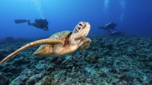 Büyük koruma zaferi: Yeşil deniz kaplumbağası, onlarca yıllık çabayla tükenme tehlikesinden kurtarıldı