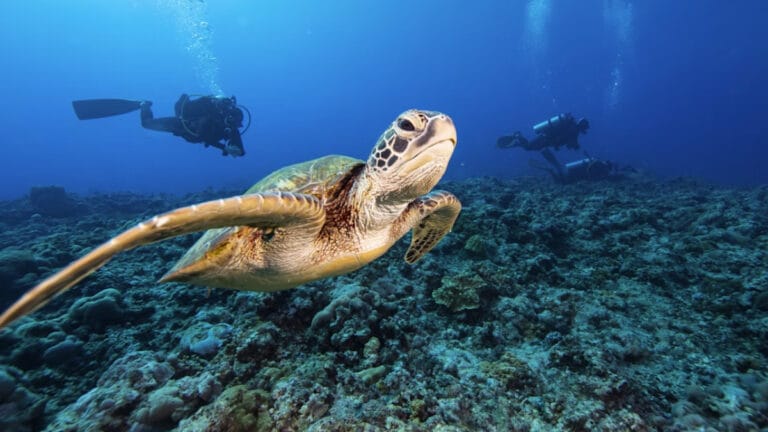 Büyük koruma zaferi: Yeşil deniz kaplumbağası, onlarca yıllık çabayla tükenme tehlikesinden kurtarıldı