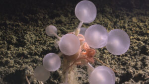 Güney Okyanusu’nun derinliklerinde korkunç keşif: Etçil ‘ölüm topu’ süngeri de dahil 30 yeni tür bulundu
